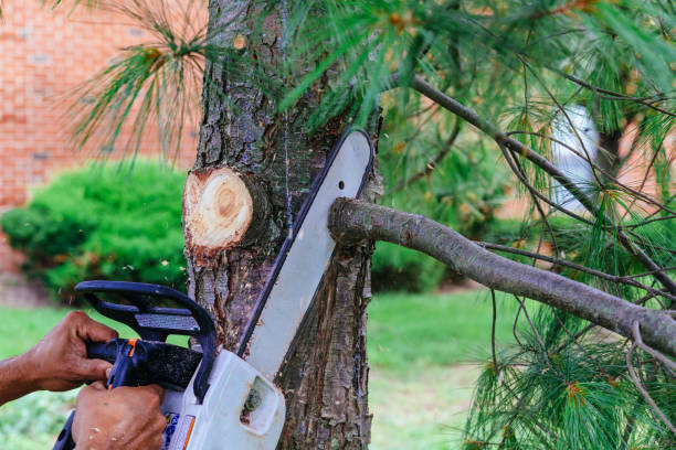 Best Residential Tree Removal  in Irving, TX